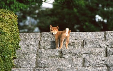 小狐狸钱包|(MetaMask)钱包苹果版